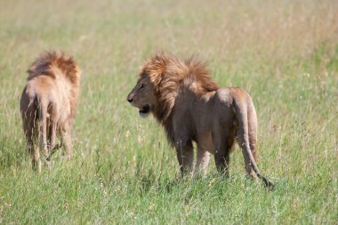 Serengeti Milli Parkı 'nda çimenlerin üzerinde aslanlar