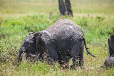 Serengeti Ulusal Parkı 'nda bir grup fil.