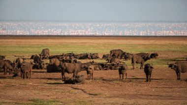 Tanzanya 'daki Manyara Gölü Ulusal Parkı' nda Afrika bufaloları