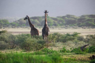 Tanzanya 'daki Manyara Gölü Ulusal Parkı' nda zürafalar