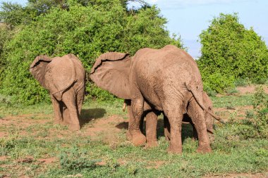 Manyara Ulusal Parkı 'ndaki bozkırda bir grup fil.