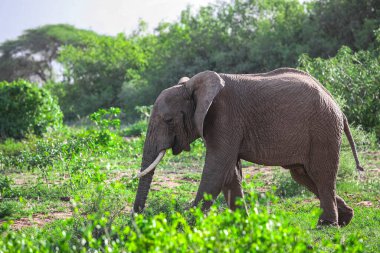 Tanzanya 'daki Manyara Gölü Ulusal Parkı' nda Afrika fili