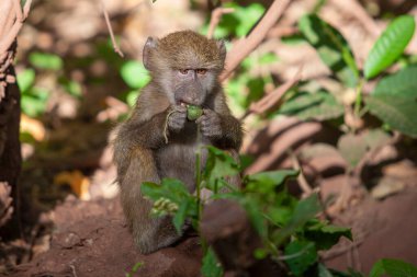 Tanzanya 'daki Manyara Gölü Ulusal Parkı' nda babun. 