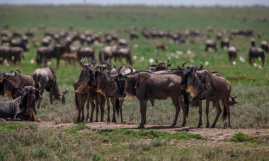 Tanzanya 'daki Manyara Gölü Ulusal Parkı' nda Afrika bufaloları