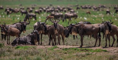 Tanzanya 'daki Manyara Gölü Ulusal Parkı' nda Afrika bufaloları