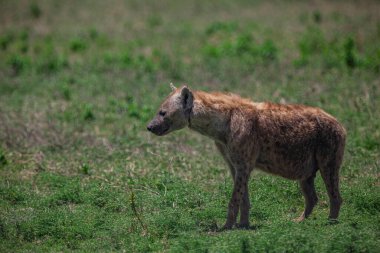 Serengeti Ulusal Parkı, Tanzanya, Afrika düzlüklerinde sırtlan görüldü