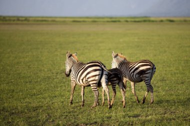 Tanzanya 'daki Manyara Gölü Ulusal Parkı' nda Zebralar