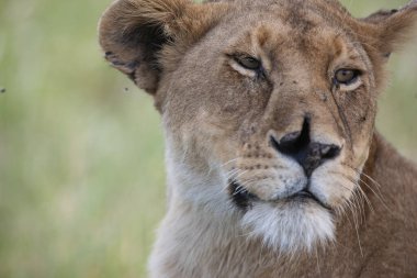 Serengeti Ulusal Parkı, Tanzanya 'da dişi aslan.