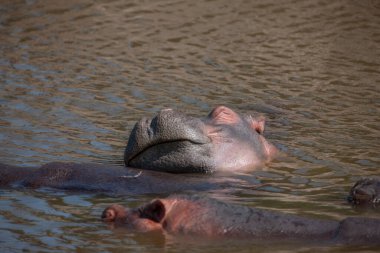 Serengeti Ulusal Parkı, Tanzanya 'da su aygırları