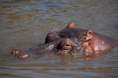 Serengeti Ulusal Parkı, Tanzanya 'da Hippopotamus