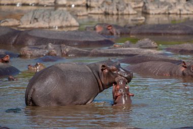 Serengeti Ulusal Parkı, Tanzanya 'da su aygırları