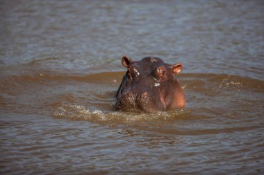 Serengeti Ulusal Parkı, Tanzanya 'da Hippopotamus