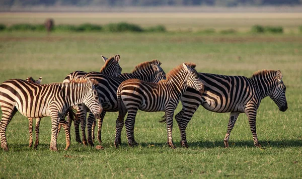 Zebry Národním Parku Manyara Tanzanie — Stock fotografie