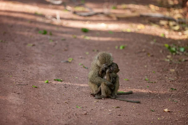 坦桑尼亚Manyara湖国家公园森林中的狒狒 — 图库照片
