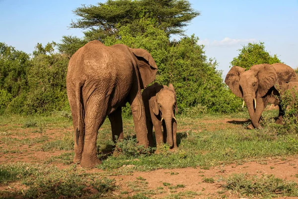 Éléphants Afrique Dans Parc National Lac Manyara Tanzanie — Photo