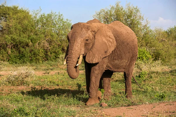 坦桑尼亚Manyara湖国家公园的非洲象 — 图库照片