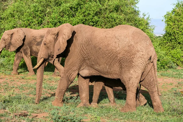Éléphants Afrique Dans Parc National Lac Manyara Tanzanie — Photo