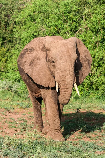 Африканський Слон Національному Парку Озера Маньяра Танзанія — стокове фото