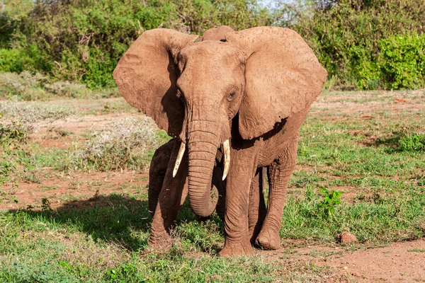 Afrikansk Elefant Lake Manyara National Park Tanzania — Stockfoto