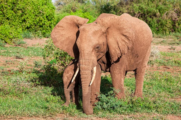 Afrikanska Elefanter Lake Manyara National Park Tanzania — Stockfoto