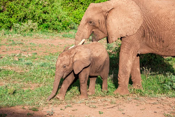 Słonie Afrykańskie Parku Narodowym Jezioro Manyara Tanzania — Zdjęcie stockowe