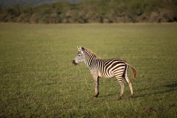 Zebra Grass Lake Manyara National Park — Stock Photo, Image
