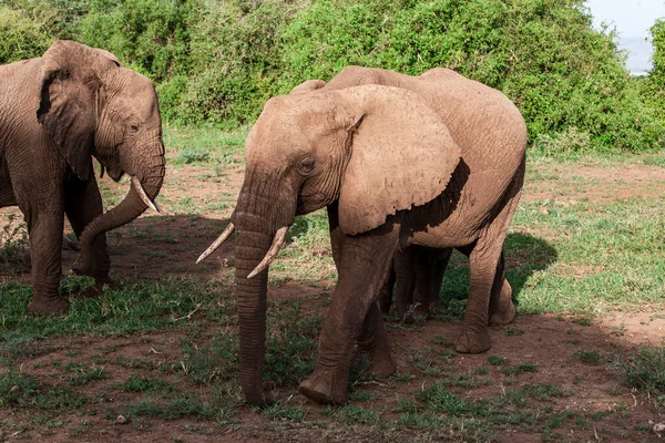 Африканські Слони Національному Парку Біля Озера Маньяра Танзанія — стокове фото