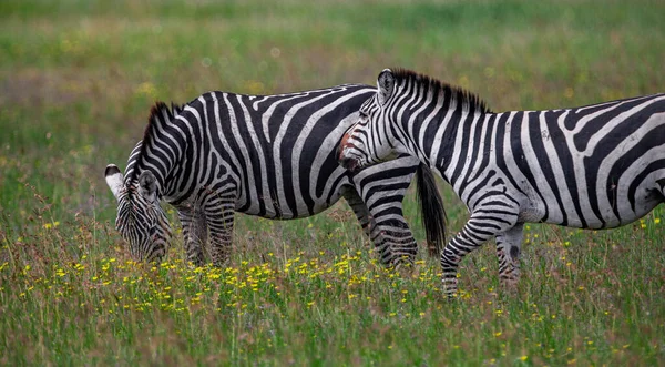 Seeprat Serengetin Kansallispuistossa Tansaniassa — kuvapankkivalokuva