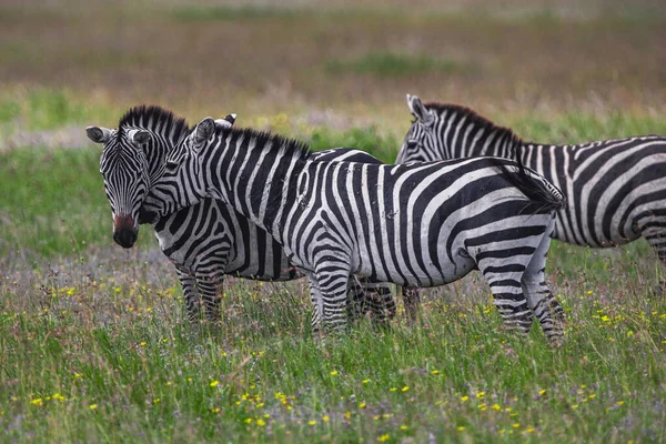 Zebra Het Nationaal Park Serengeti Tanzania — Stockfoto