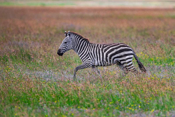 Cebra Parque Nacional Del Serengeti Tanzania —  Fotos de Stock