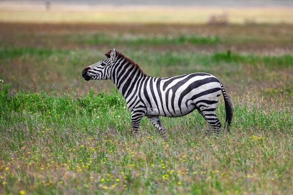 Zebra Στο Εθνικό Πάρκο Serengeti Τανζανία — Φωτογραφία Αρχείου
