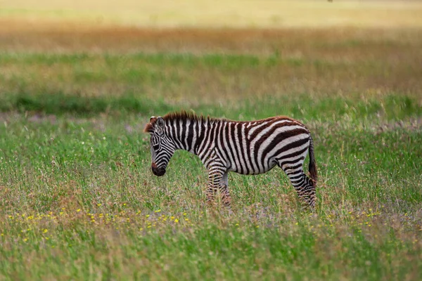 Zebra Parque Nacional Serengeti Tanzânia — Fotografia de Stock