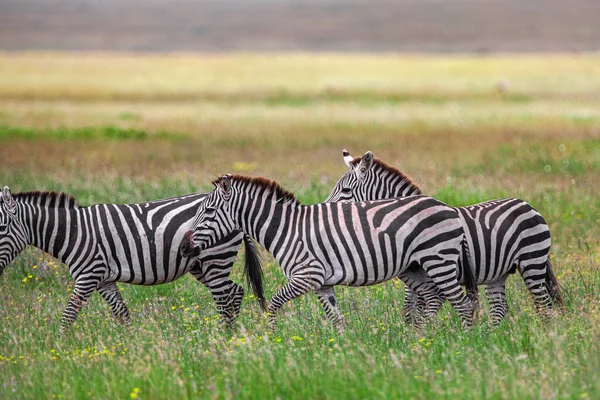 Zebras Parque Nacional Serengeti Tanzânia — Fotografia de Stock