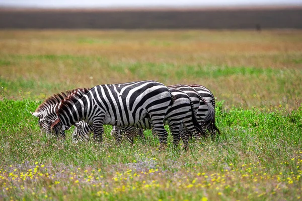 Zebras Serengeti Nasjonalpark Tanzania – stockfoto