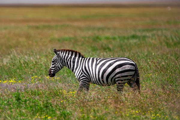 Cebra Parque Nacional Del Serengeti Tanzania —  Fotos de Stock