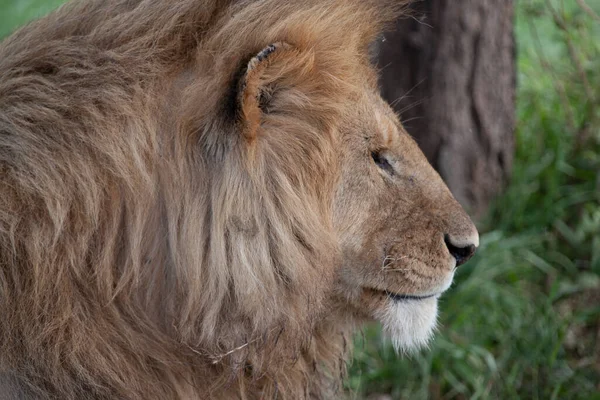 Lion Dans Parc National Serengeti Tanzanie — Photo