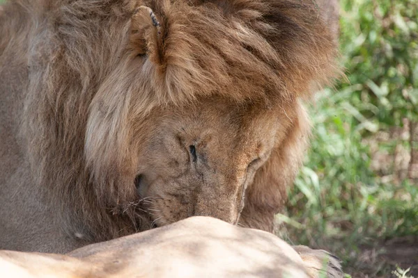 Leijona Serengetin Kansallispuistossa Tansaniassa — kuvapankkivalokuva