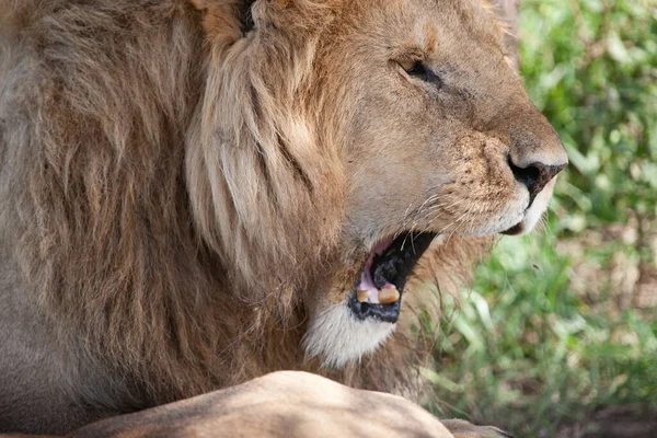Lev Národním Parku Serengeti Tanzanie — Stock fotografie