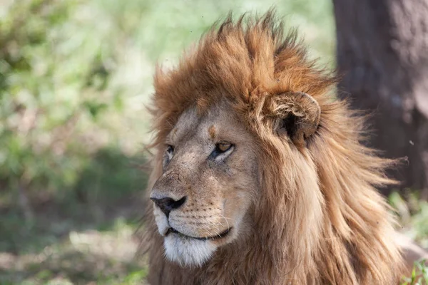 坦桑尼亚塞伦盖蒂国家公园的狮子 — 图库照片