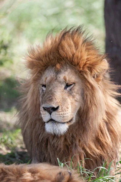 Lion Serengeti National Park Tanzania — Stock Photo, Image