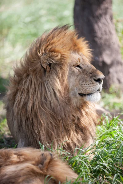 Leão Parque Nacional Serengeti Tanzânia — Fotografia de Stock