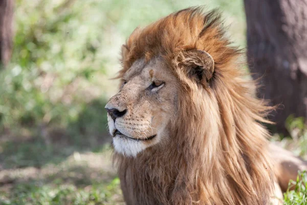 坦桑尼亚塞伦盖蒂国家公园的狮子 — 图库照片