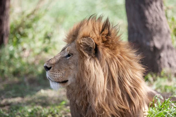 Lion Serengeti National Park Τανζανία — Φωτογραφία Αρχείου