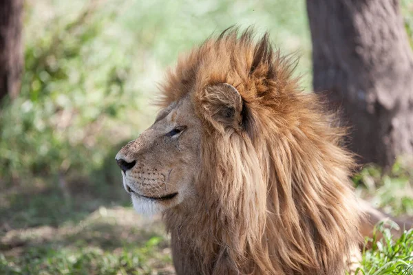 León Parque Nacional Del Serengeti Tanzania —  Fotos de Stock