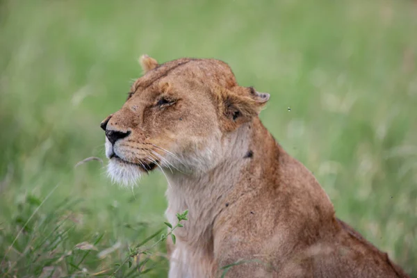 坦桑尼亚塞伦盖蒂国家公园的女狮子座 — 图库照片