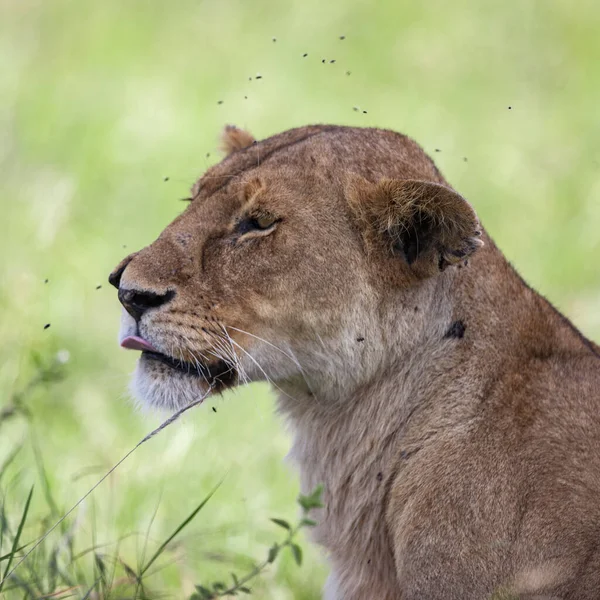 Oroszlán Serengeti Nemzeti Parkban Tanzánia — Stock Fotó