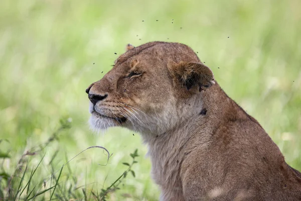 タンザニアのセレンゲティ国立公園の雌ライオン — ストック写真