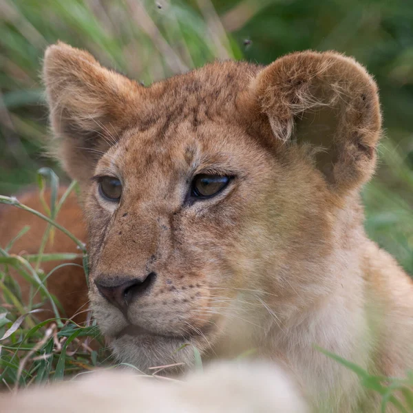 Lioness Στο Εθνικό Πάρκο Serengeti Τανζανία — Φωτογραφία Αρχείου