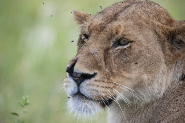 Lioness Serengetin Kansallispuistossa Tansaniassa — kuvapankkivalokuva