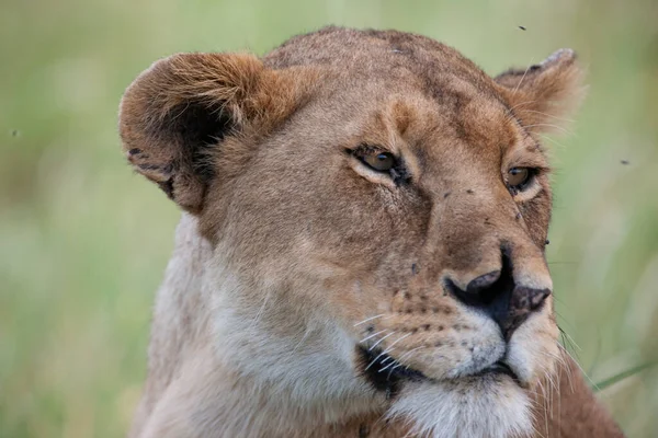 Löwin Serengeti Nationalpark Tansania — Stockfoto